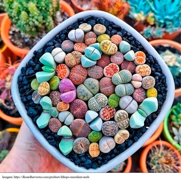 Vaso com suculentas Lithops de diversas cores.