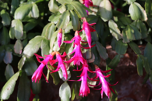 Schlumbergera truncata em plena floração