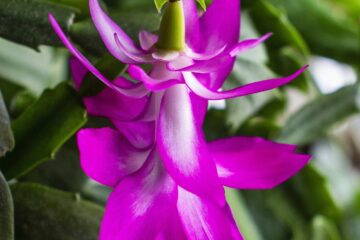 Flor da espécie Schlumbergera truncata