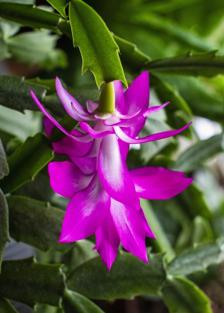 Flor da espécie Schlumbergera truncata 