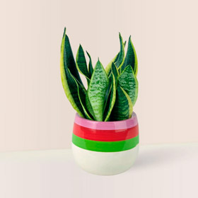 Imagem da Espada Futura (Sansevieria trifasciata 'Futura Superba')