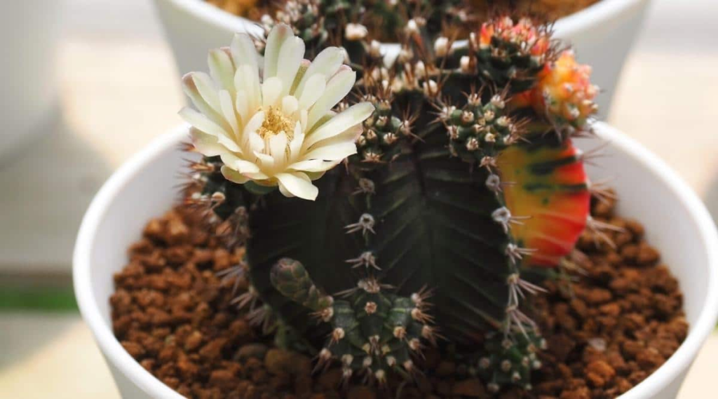 Mini Cactos Florido. https://www.epicgardening.com/wp-content/uploads/2023/09/flowreing-succulents.jpeg