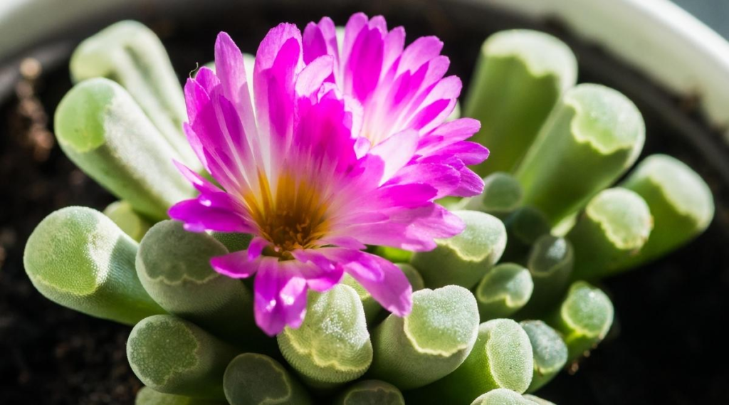 Suculenta Orelha de Shrec florida. https://www.epicgardening.com/wp-content/uploads/2023/09/Baby-Toes-Plant-With-Pink-Flower.jpg